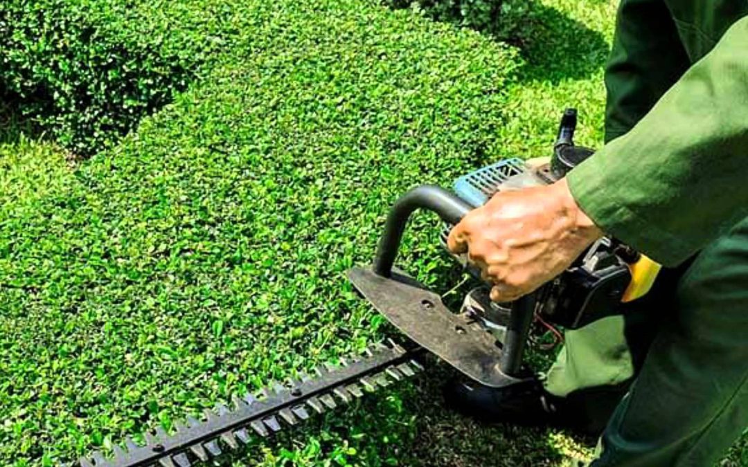 CURSO GRATUITO, SUBVENCIONADO POR LA JUNTA DE CASTILLA Y LEON DE : ACTIVIDADES AUXILIARES EN VIVERO, JARDINES Y CENTROS DE JARDINERIA.